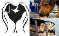 Начала функционировать единая информационная база учета домашних животных и животных без владельцев АИС «Домашние животные»